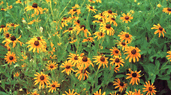 Photo of Texas Black Eyed Susan Wildflowers of texas