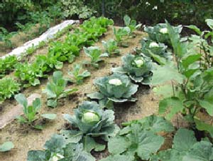 Photo of our winter vegetable garden